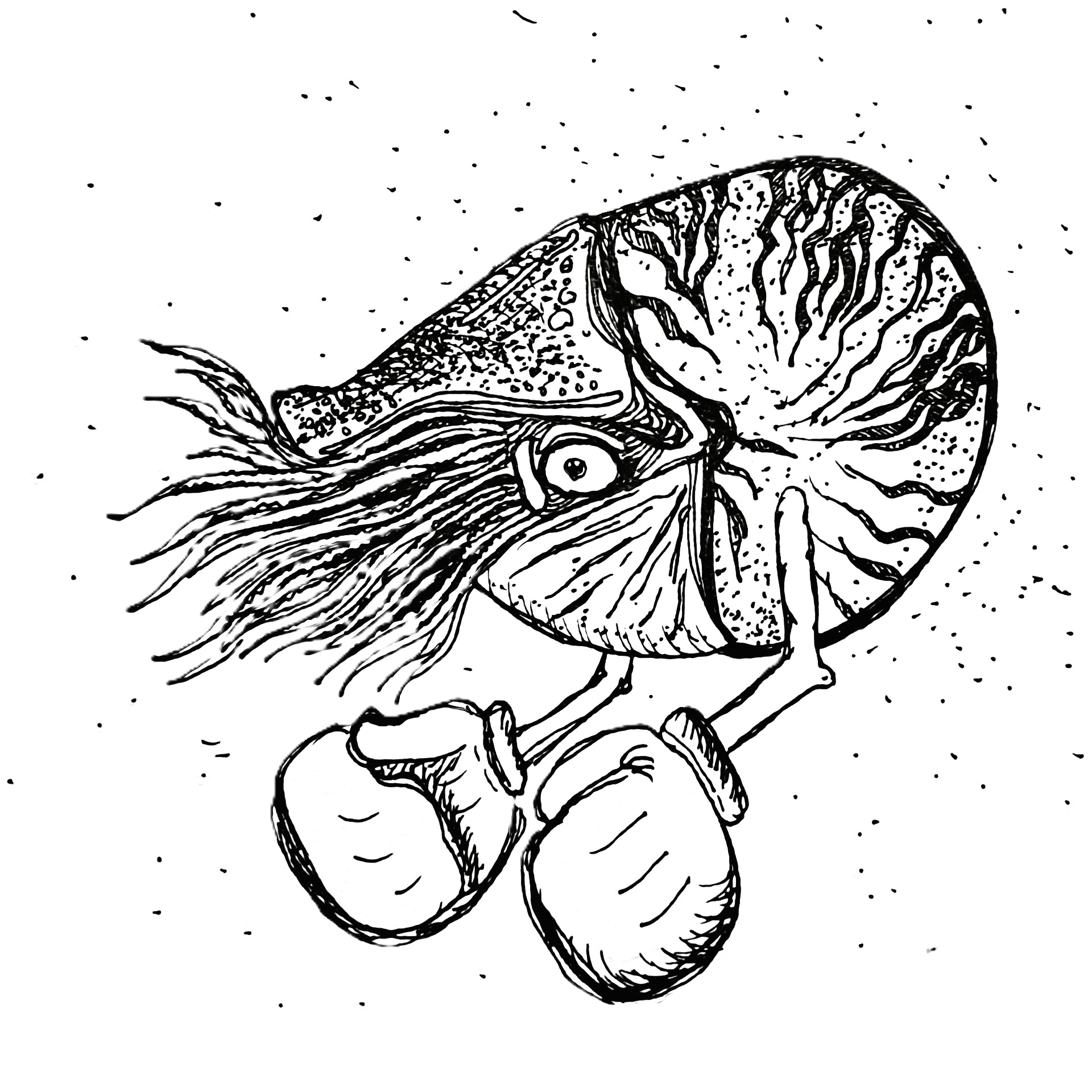 Pugilistic Mollusk site logo